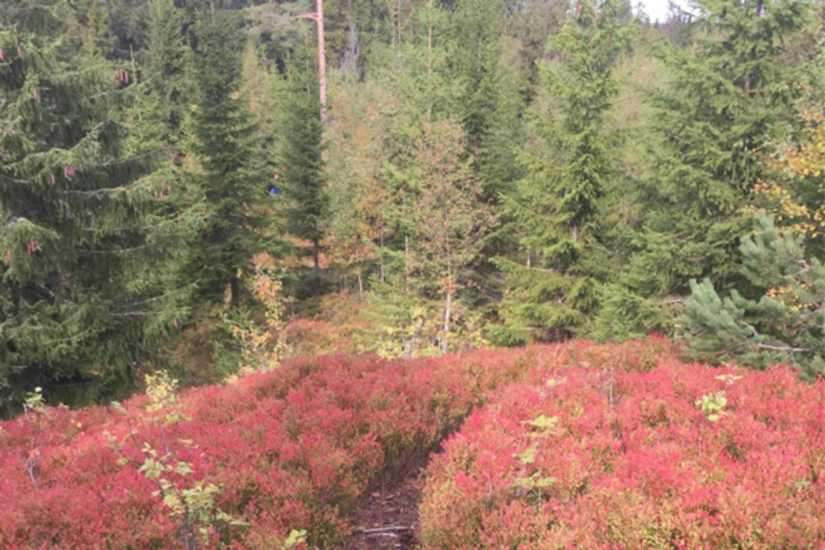 1 av 4 veier altfor mye